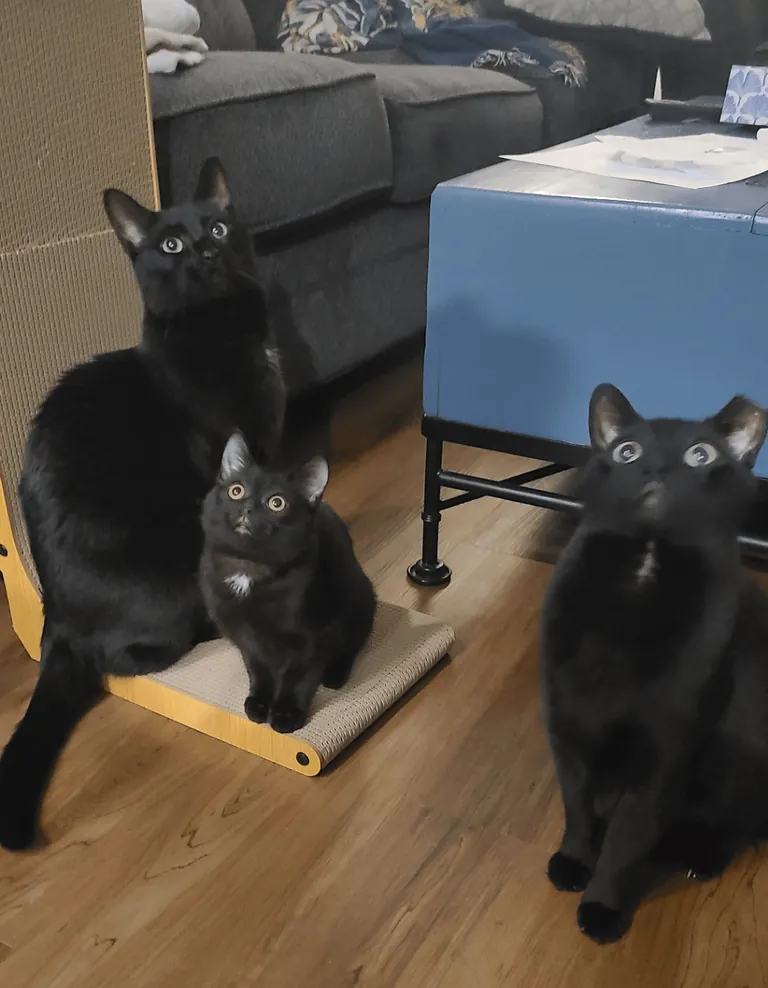 Smol, med, large voids