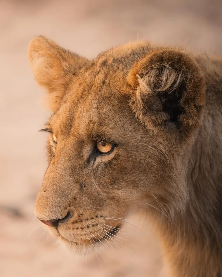 We spent a month in South Africa for our honeymoon. And we'd do it again. 