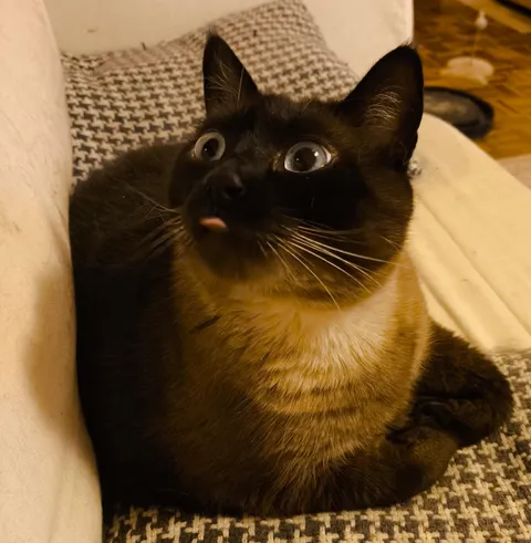 she's just a silly gal