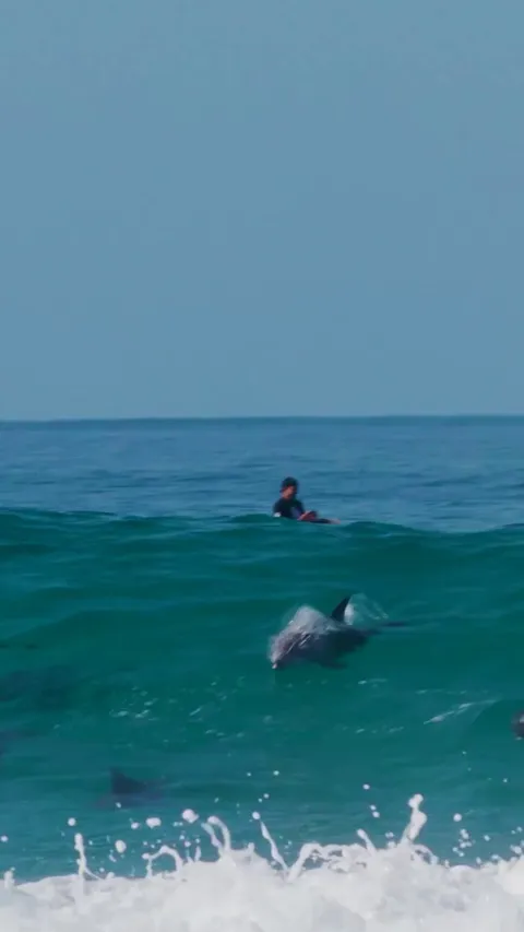 Griffin Colapinto Surfing With Dolphin Pod