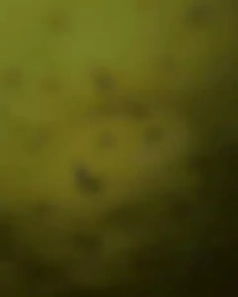 🔥 This seal has found inner peace