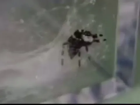 This jumping spider looks like a wise old fella