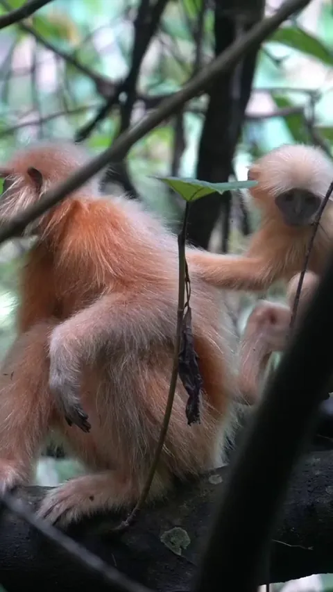 🔥Golden Langur - One of the rarest Primates in the world - Kakoijana Reserved Forest, India