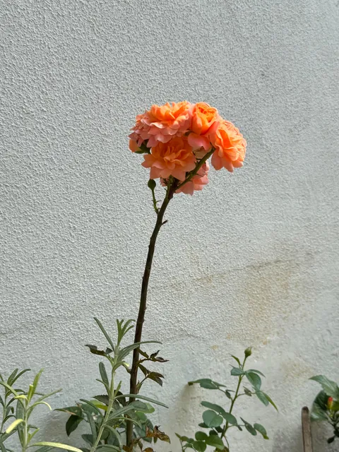 My roses are blooming like a bouquet and I’m in awe 😍😍😍 and they smell sooo amazing too!
