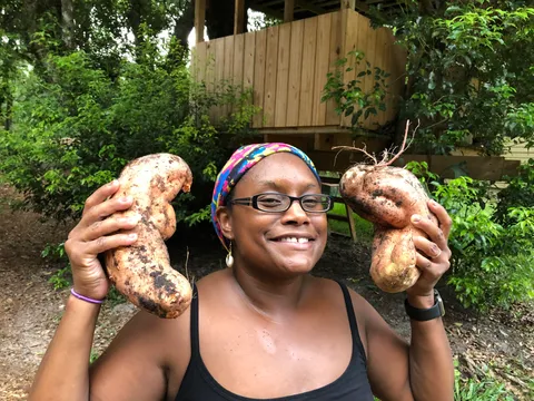 My first ever sweet potato harvest
