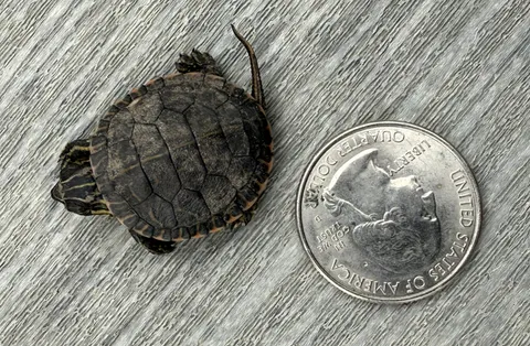 My kids found an itty bitty turtle in our yard