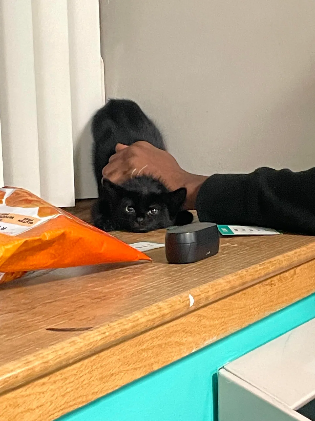 7 months ago this cutie was found inside the hood of a car