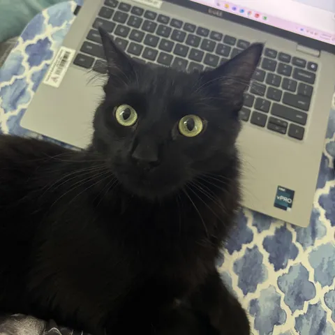My coworker keeps getting in my lap and nibbling at me. Do I report him to HR?