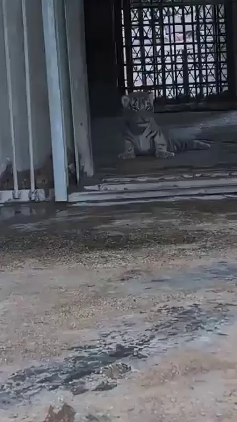 Tiger cub has huge fit when his mother takes him back inside 😅😂
