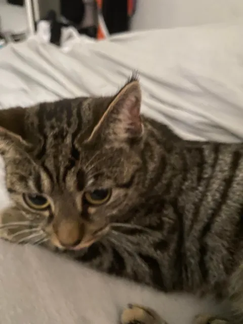 Missing kitten (about 8-10 months old) in Glasgow area, please read description.