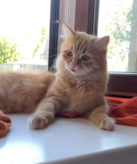 Kendis tongue collection