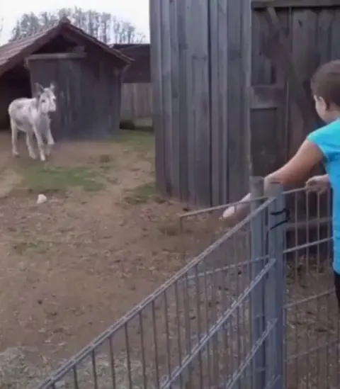 Donkey reunited with the girl who raised it