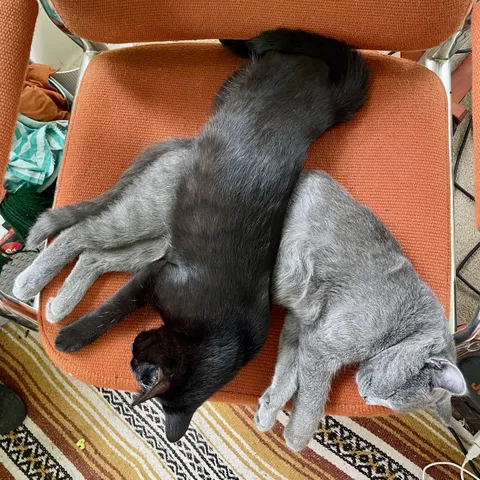 Why are my cats holding their sh*t for hours until they come inside?