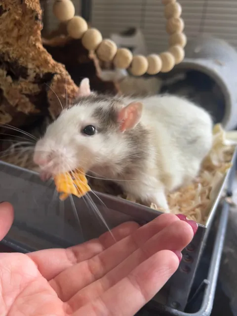 Mama Rat Appreciation Post