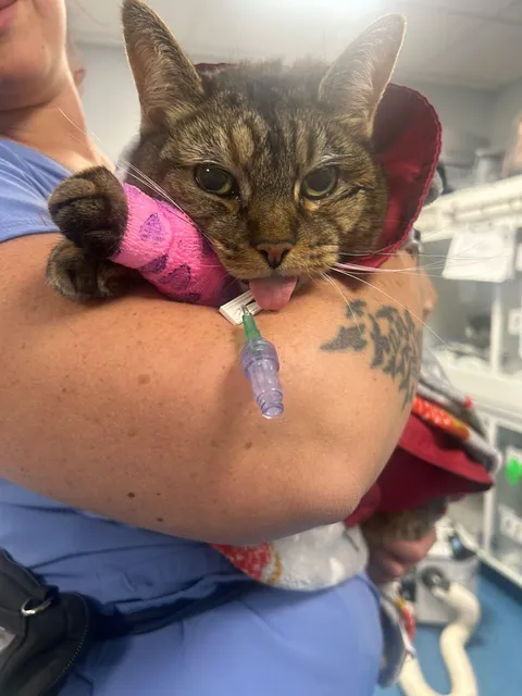 Cherry has kicked cancer in the dick twice as of yesterday. My little trooper