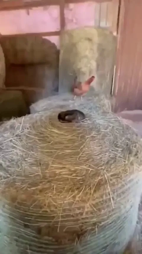 Cat mom incubating her eggs