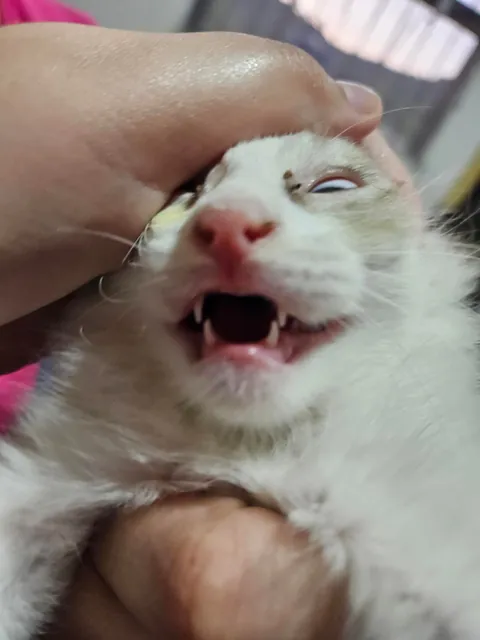 Today marks one year since I adopted Mabel. I wanted to share her Journey with you all. She's doing great!