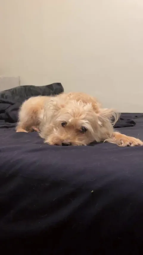 My pup turned 12 today!