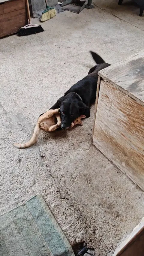 My adult dog and my itsy bitsy kitty playing, I hoped they'd be friends. (He is so gentle😭❣️)