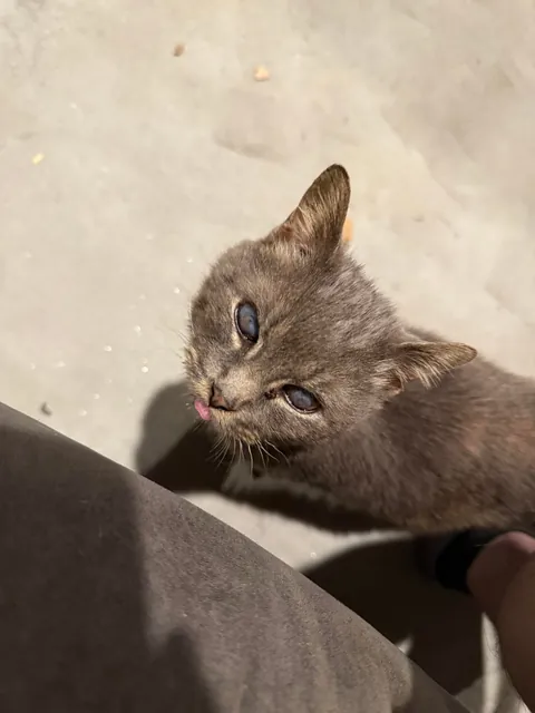 cat distribution system did its thing today