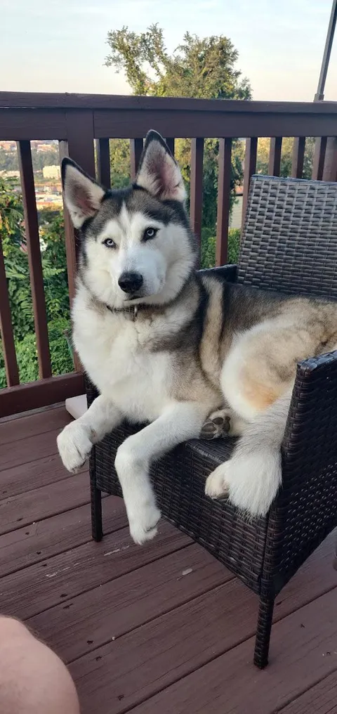 Adopt Seniors! We got this 9 year old gent on Saturday and he's wonderful.