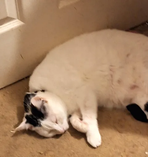 My sister got married and moved out of my parents house and now our cat bones sleeps in fornt of her bedroom door thinking she will come out 