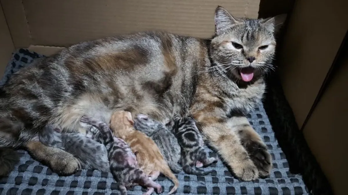 (Question) My cat has been panting since she gave birth for 5 wonderful kittens. Its been 6 hrs. Is this normal?