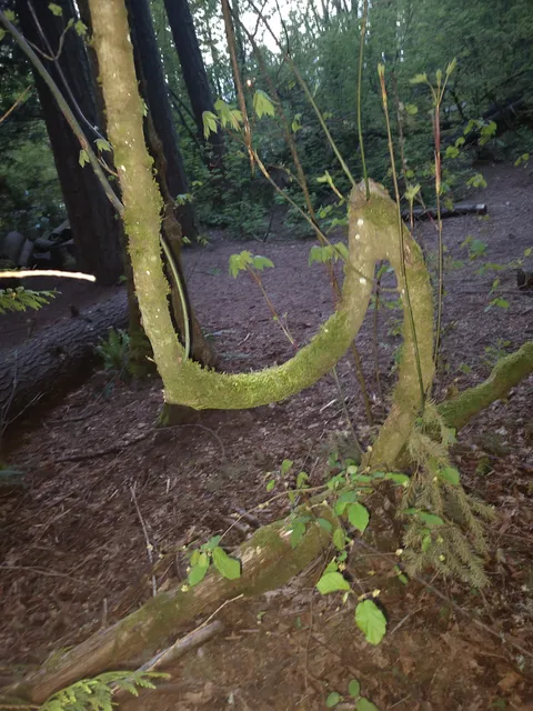 🔥 This tree said f*ck alla'ya'll I ain't dying... After being snapped in half. It's 20ft tall and has a nice, healthy canopy.