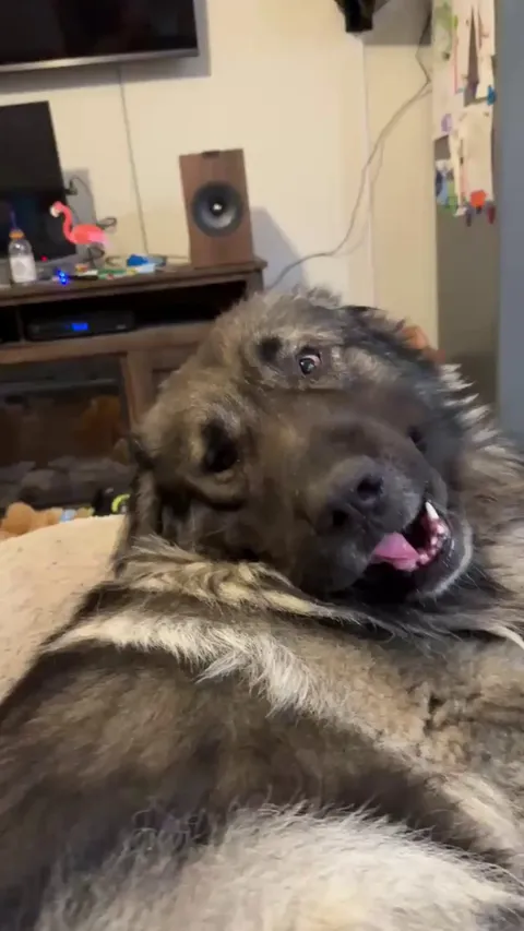 De-floofing the bear