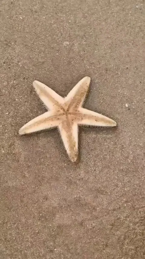 This starfish gently buried itself in the sand.