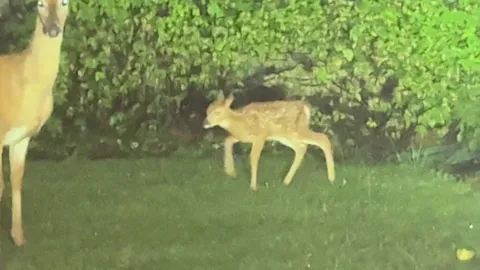Just saw the tiniest baby deer in my front yard