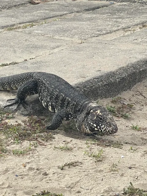 What animal is this?