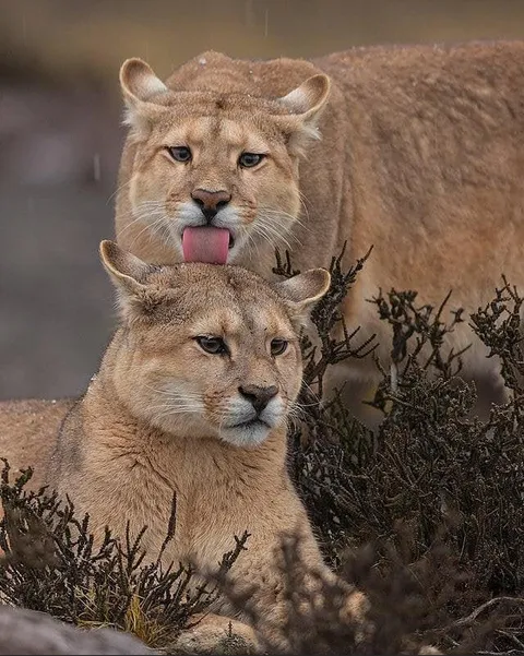 PsBattle: this Puma couple