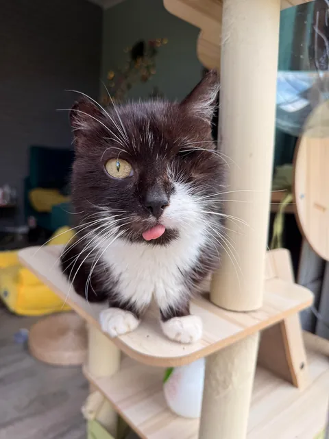 My perfect foster Dziadek passed away. He was so full of life despite the years as a neglected stray.