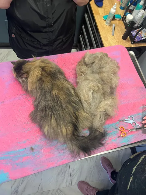 Took my cat to the groomer for a much needed deshed
