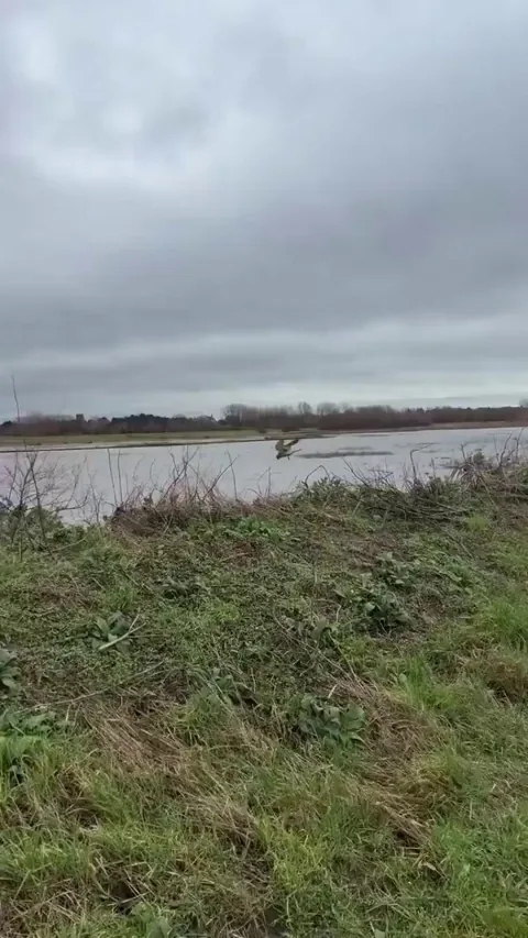The common kestrel has the ability to use headwinds to hover perfectly in one spot in the air