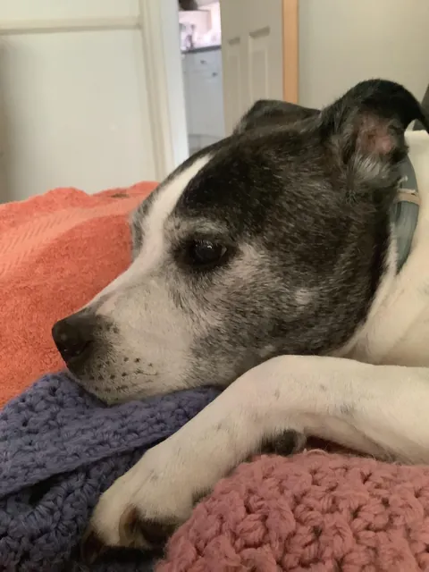 More of da old pupper. She likes to stare a lot lol.