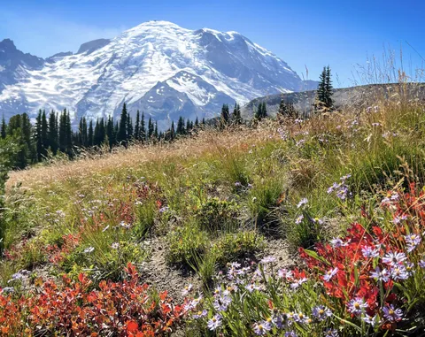 Summer wildflowers mix with autumn colors, Mt Rainier WA [OC] 2500x2200