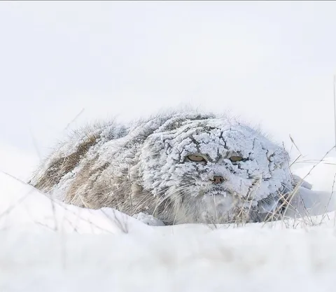 🔥 Move along, nothing to see here.. Pallas cat
