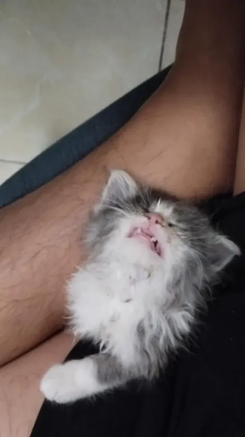 When I adopted him and now a sleeping king❤️