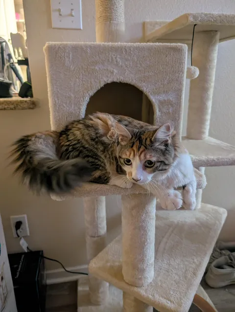 First cat at 30, I'm obsessed