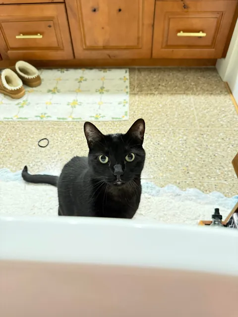 my cat saved us from a dog fight the other day by jumping in the middle of it