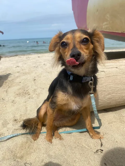 Today he went to the beach for the first time and had fun with the sand
