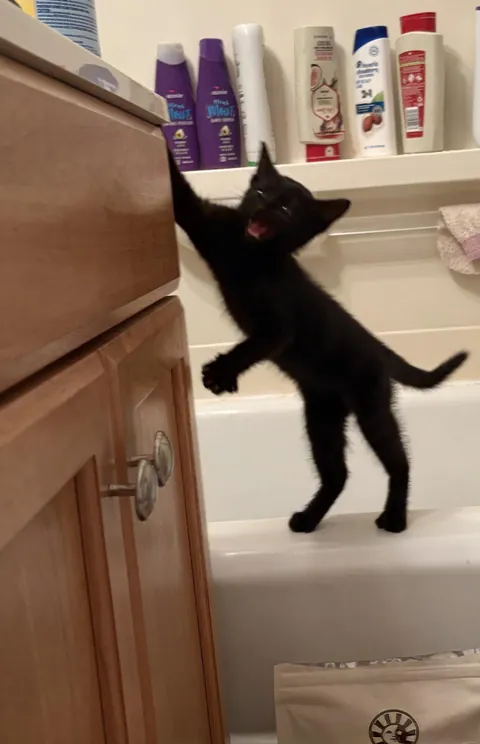 So uhhh, we got a new cat.