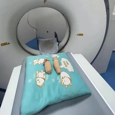 Some of my favorite images of animals getting CT scans