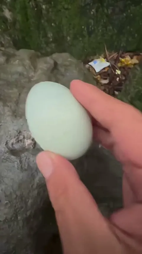 Monkey grosses out by century egg