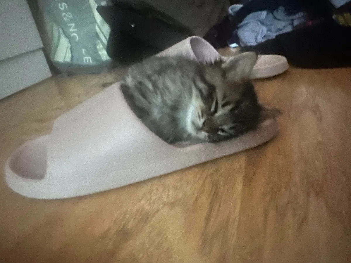 His name is Wilfred and he just stole my entire family’s hearts