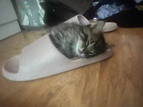 His name is Wilfred and he just stole my entire family’s hearts