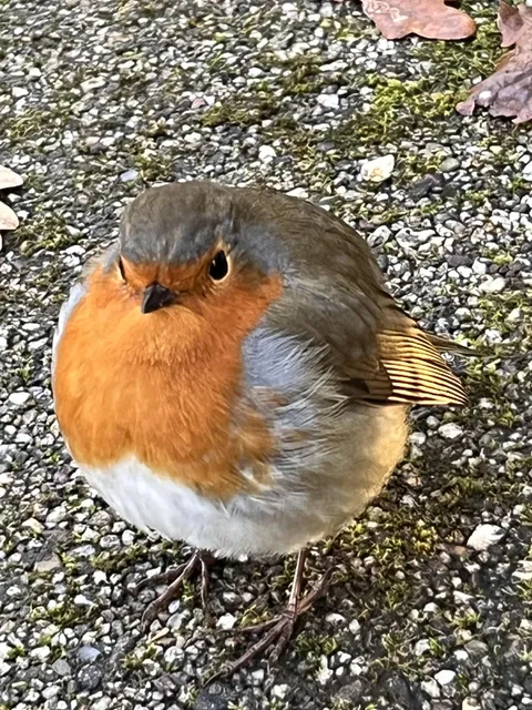 This quite literal round robin I found