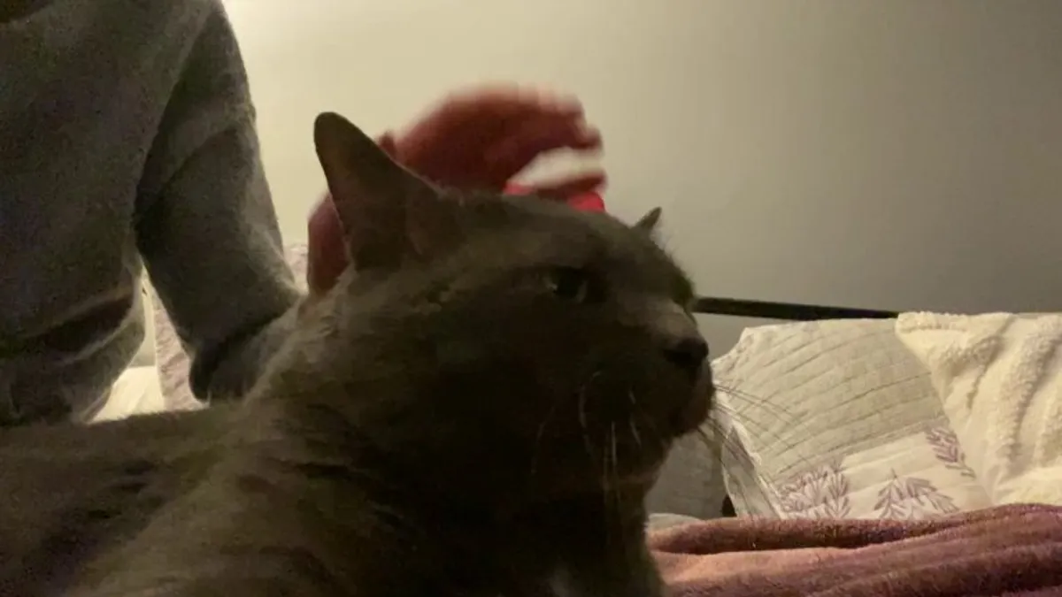 My parents adopted this linebacker who purrs like a diesel truck, and he’s ridiculous ❤️